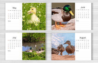 Duck Desk Calendar 2025