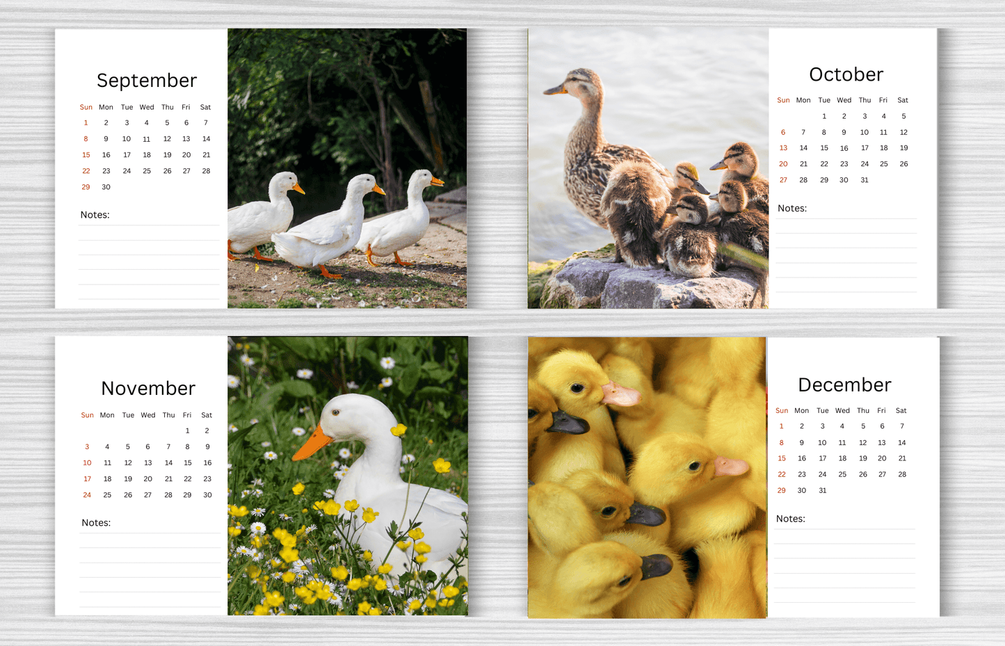 Duck Desk Calendar 2025