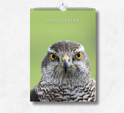 2025 Falcon calendar featuring a portrait view of a falcon looking straight into the camera, with a bright green background.