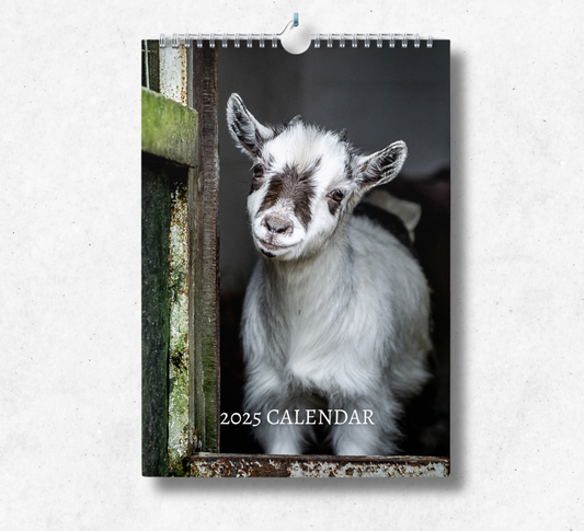 2025 Farm calendar featuring a cute baby white goat, looking out from a wooden stable.