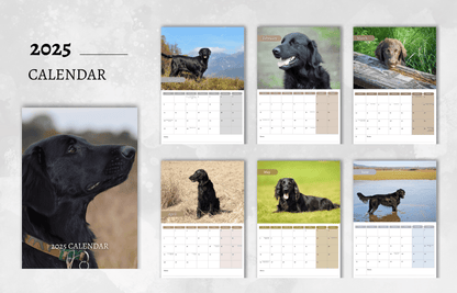 Flat Coated Retriever Calendar 2025