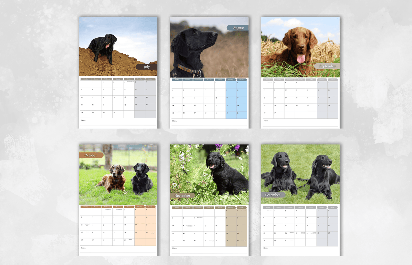 Flat Coated Retriever Calendar 2025