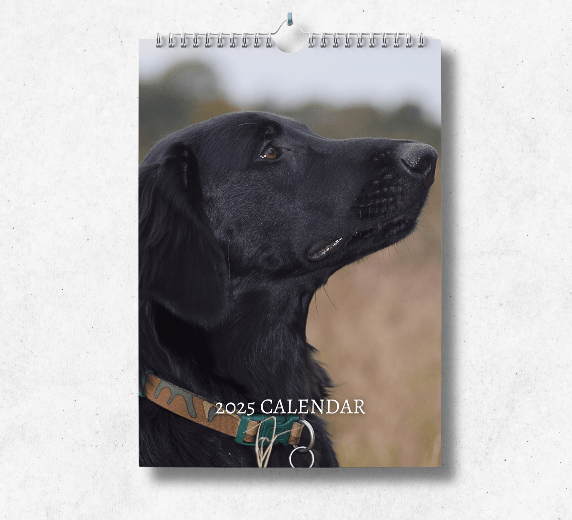 2025 Flat Coated Retriever calendar featuring a portrait view of a float coated retriever looking to the right with a gold and green collar with a background wheat field.