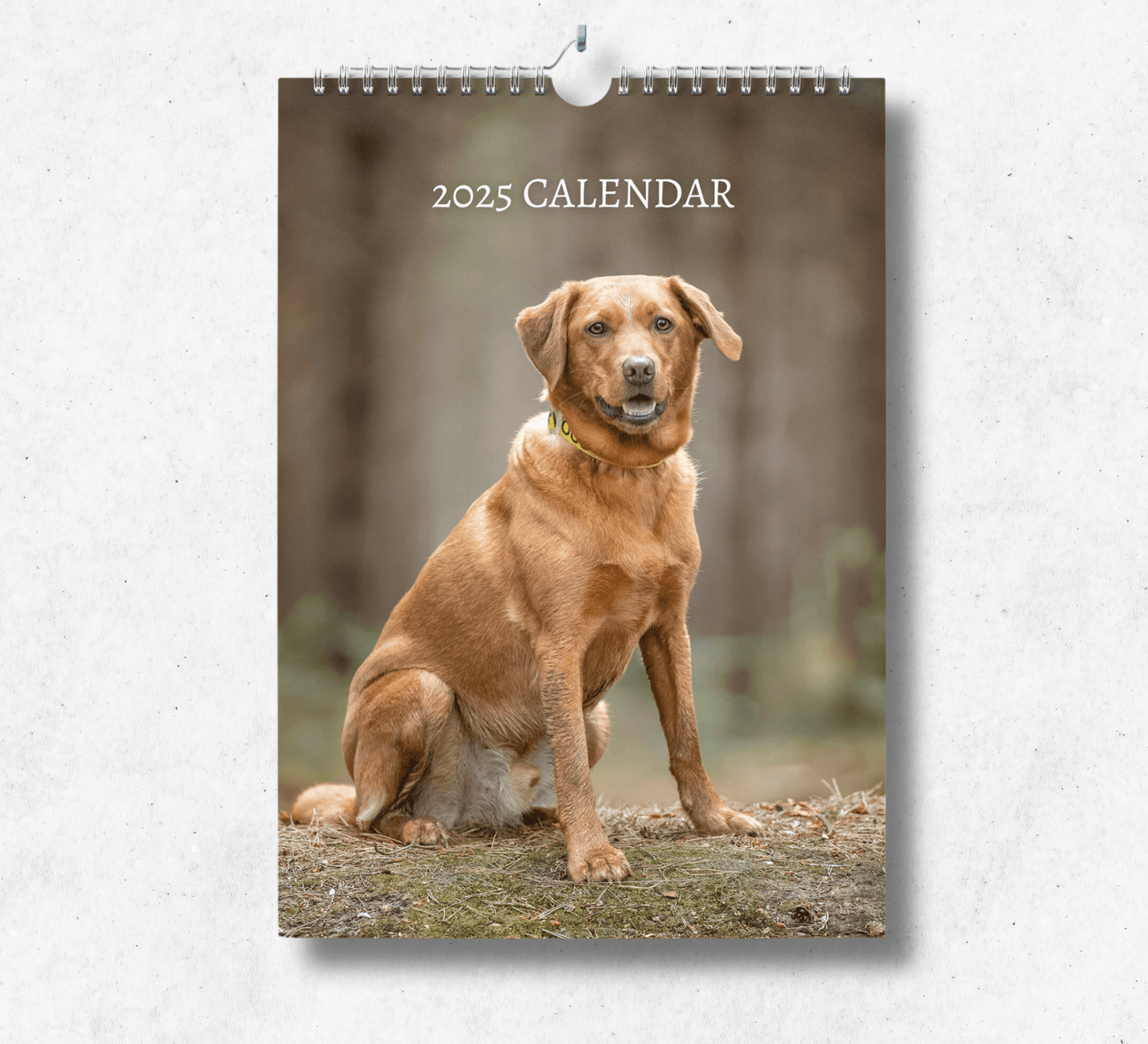 2025 Fox Red Labrador calendar featuring a labrador sitting on a well trodden grass in a field of trees.