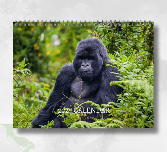 2025 Gorilla calendar featuring a large silver back sitting in a forrest.