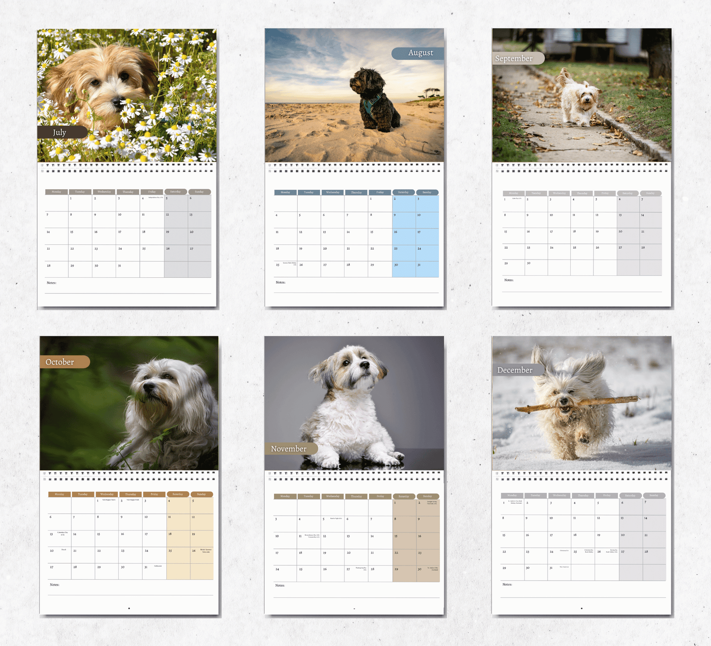 Havanese Dog Calendar 2025