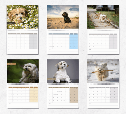 Havanese Dog Calendar 2025