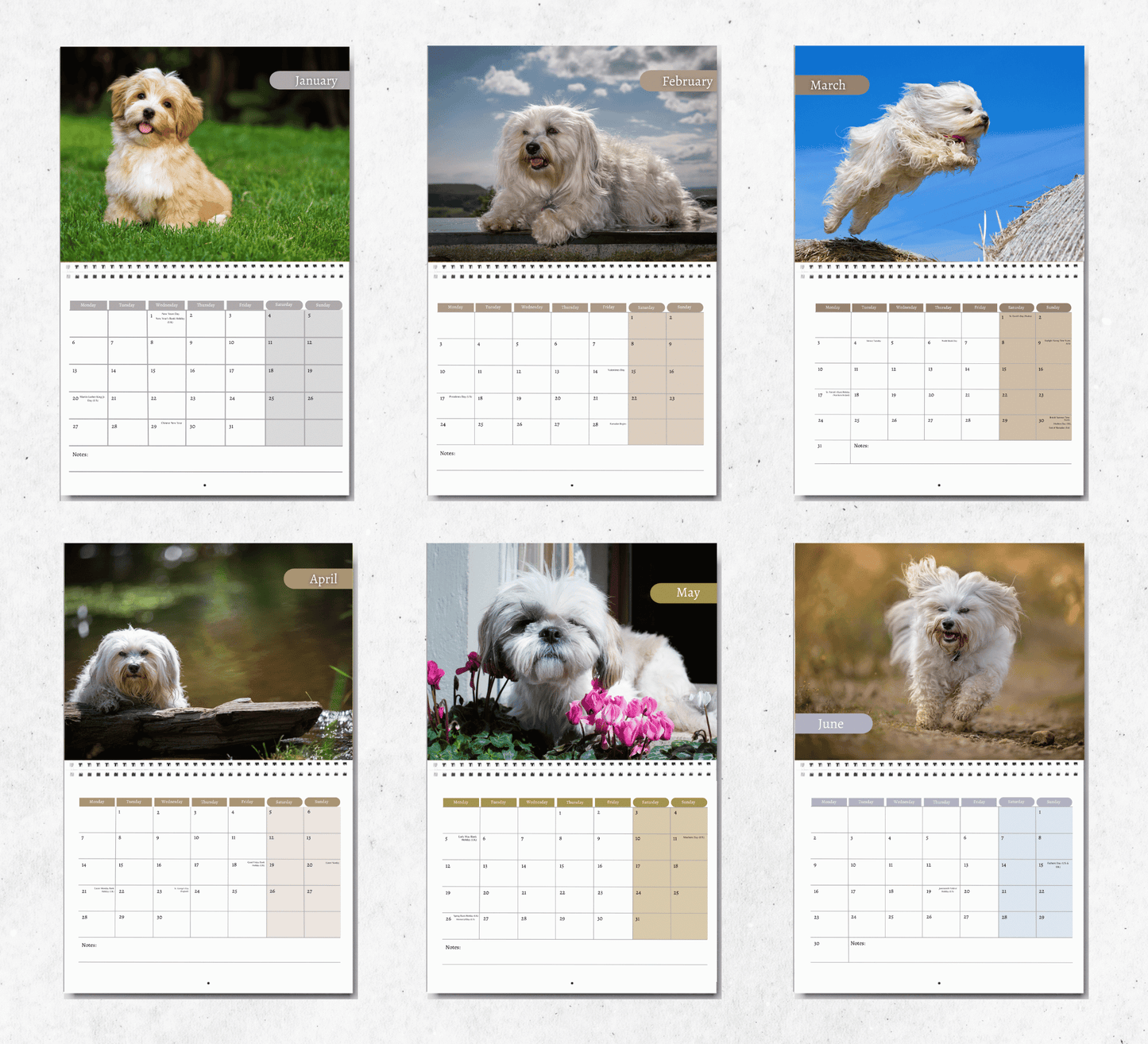 Havanese Dog Calendar 2025