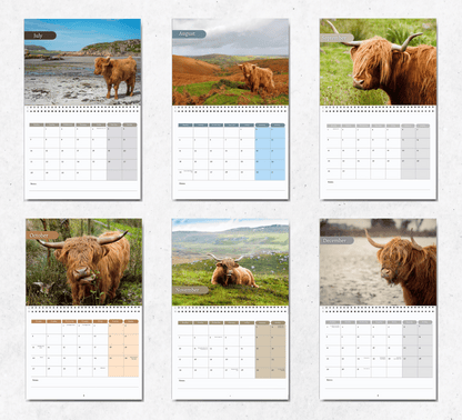 Highland Cow Calendar 2025