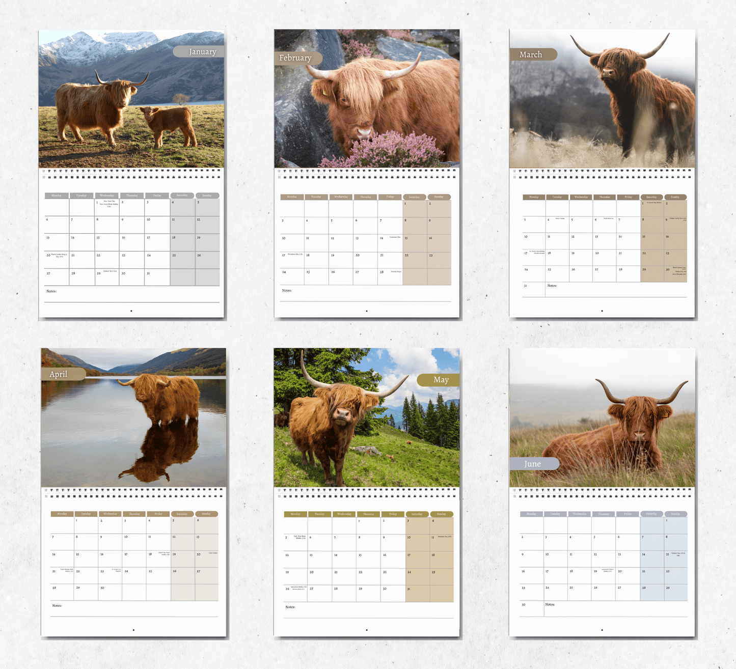 Highland Cow Calendar 2025