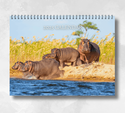 A large 2025 wall calendar featuring an image of five hippos walking into a lake, with a background of long foliage.