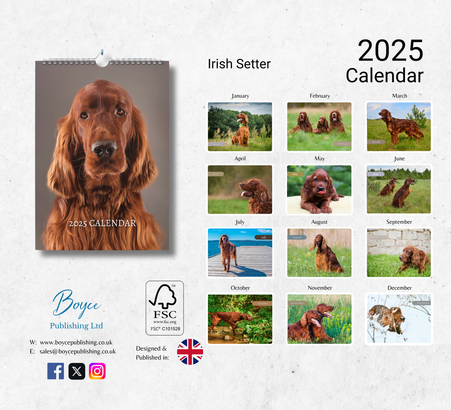 Irish Setter Calendar 2025