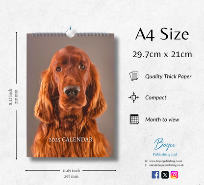 Irish Setter Calendar 2025