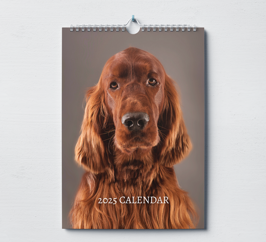 Irish Setter Calendar 2025