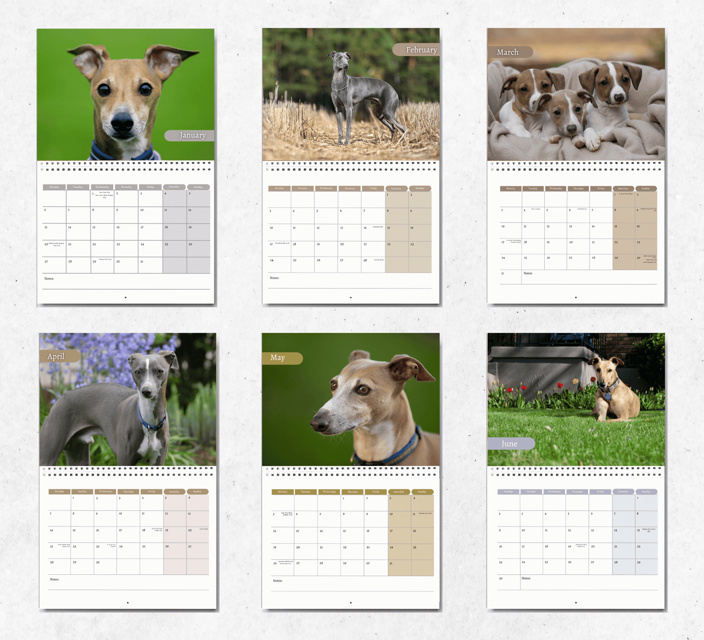 Italian Greyhound Calendar 2025