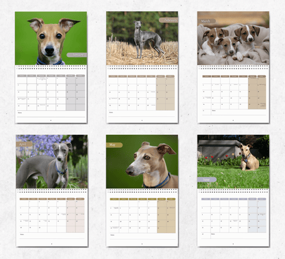 Italian Greyhound Calendar 2025