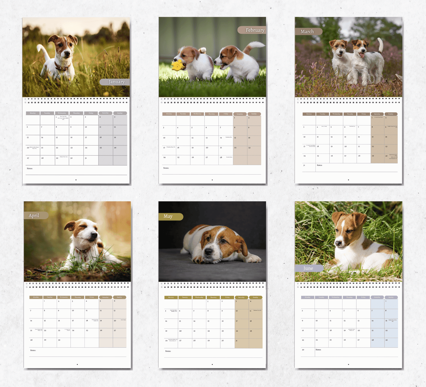 Jack Russell Calendar 2025