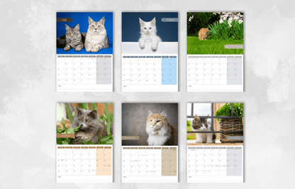 Maine Coon Calendar 2025