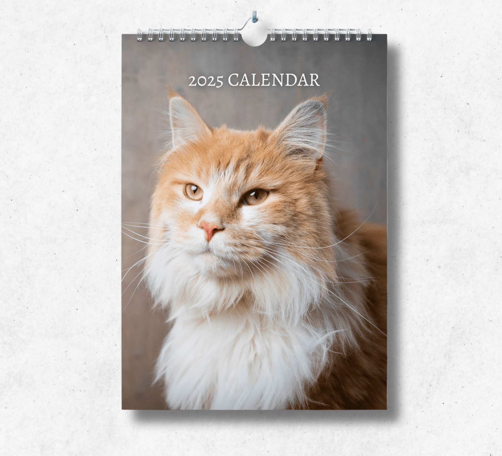 2025 Maine Coon calendar featuring a portrait of a ginger maine coon with a white underbelly, looking to the left with a grey background.