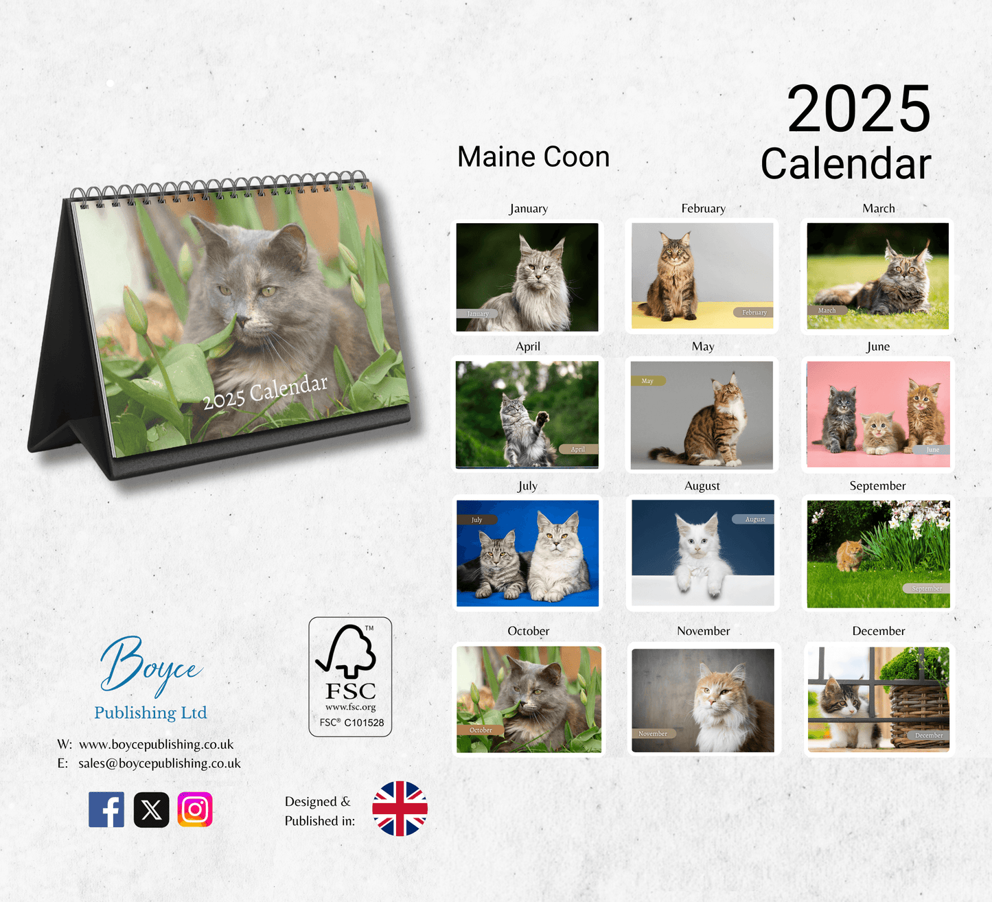 Maine Coon Desk Calendar 2025