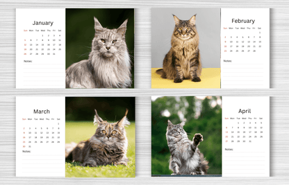 Maine Coon Desk Calendar 2025