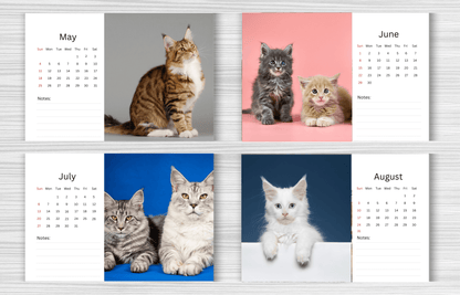 Maine Coon Desk Calendar 2025