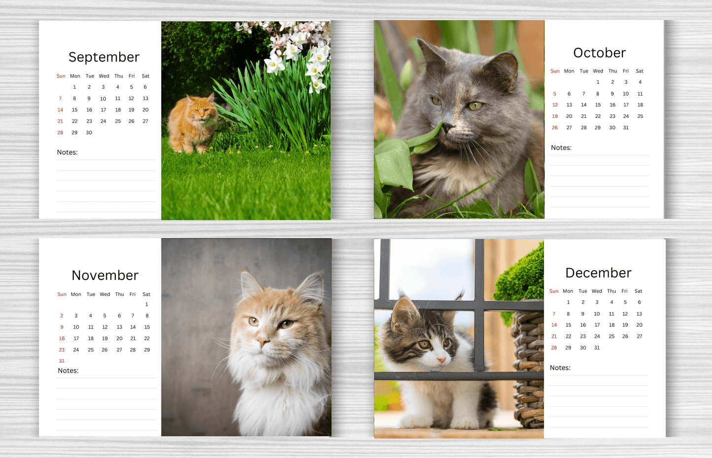 Maine Coon Desk Calendar 2025