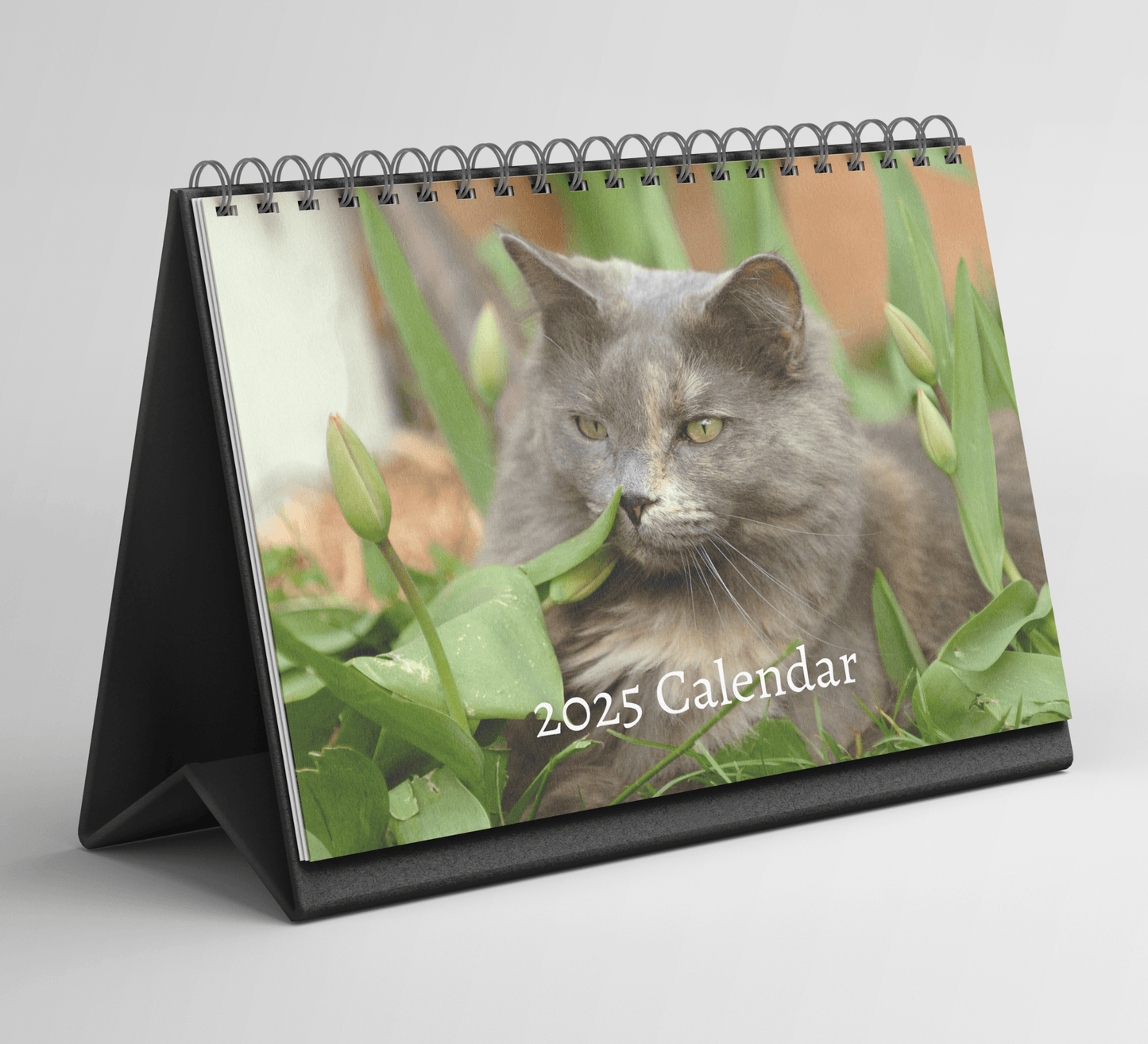 Maine Coon Desk Calendar 2025