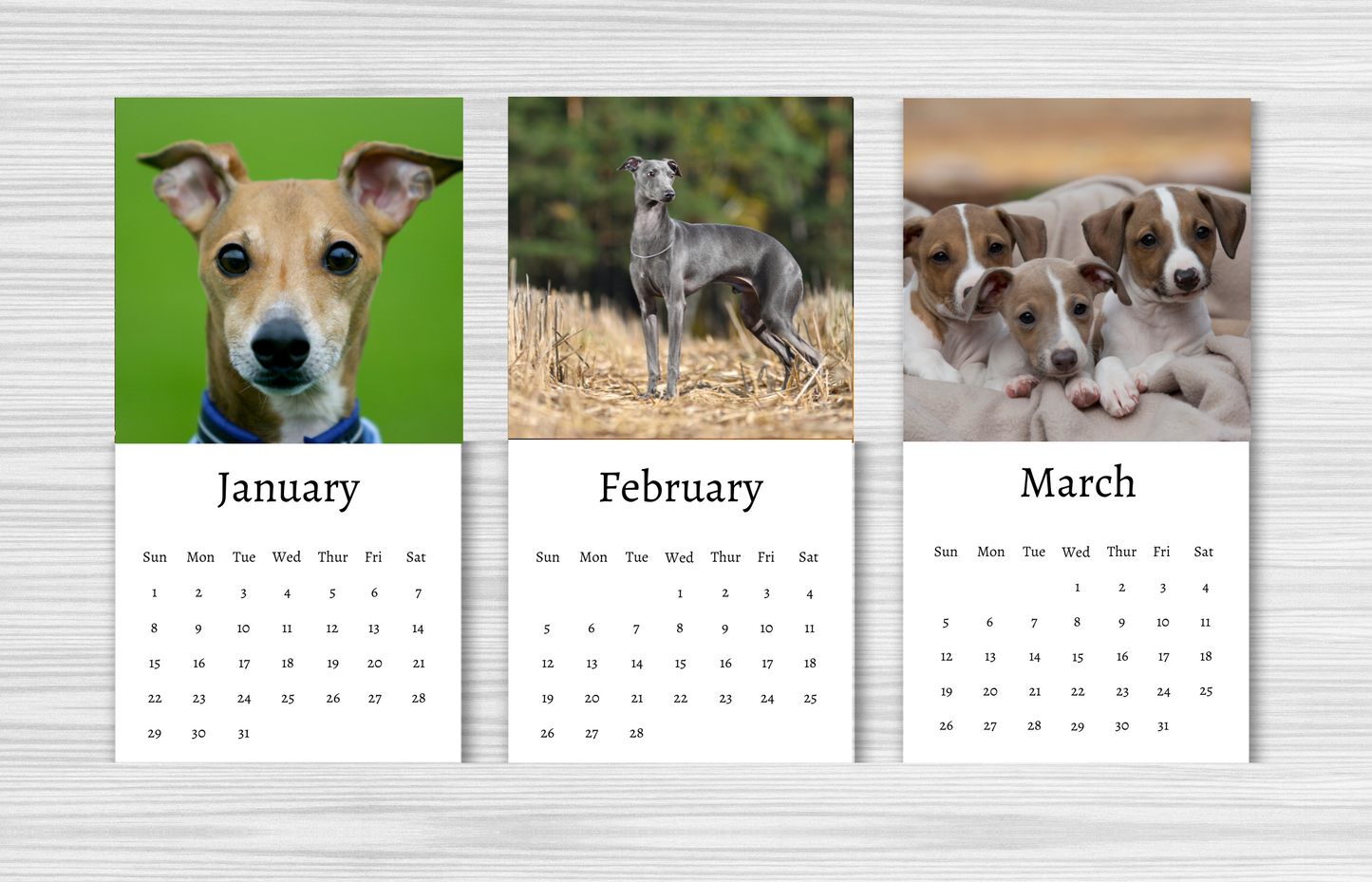 Mini Italian Greyhound Calendar 2025