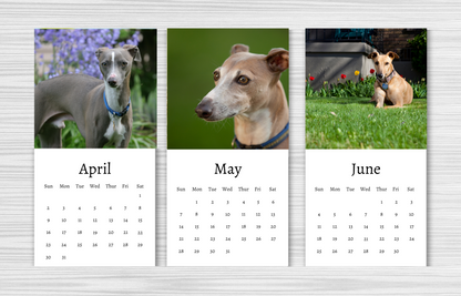 Mini Italian Greyhound Calendar 2025