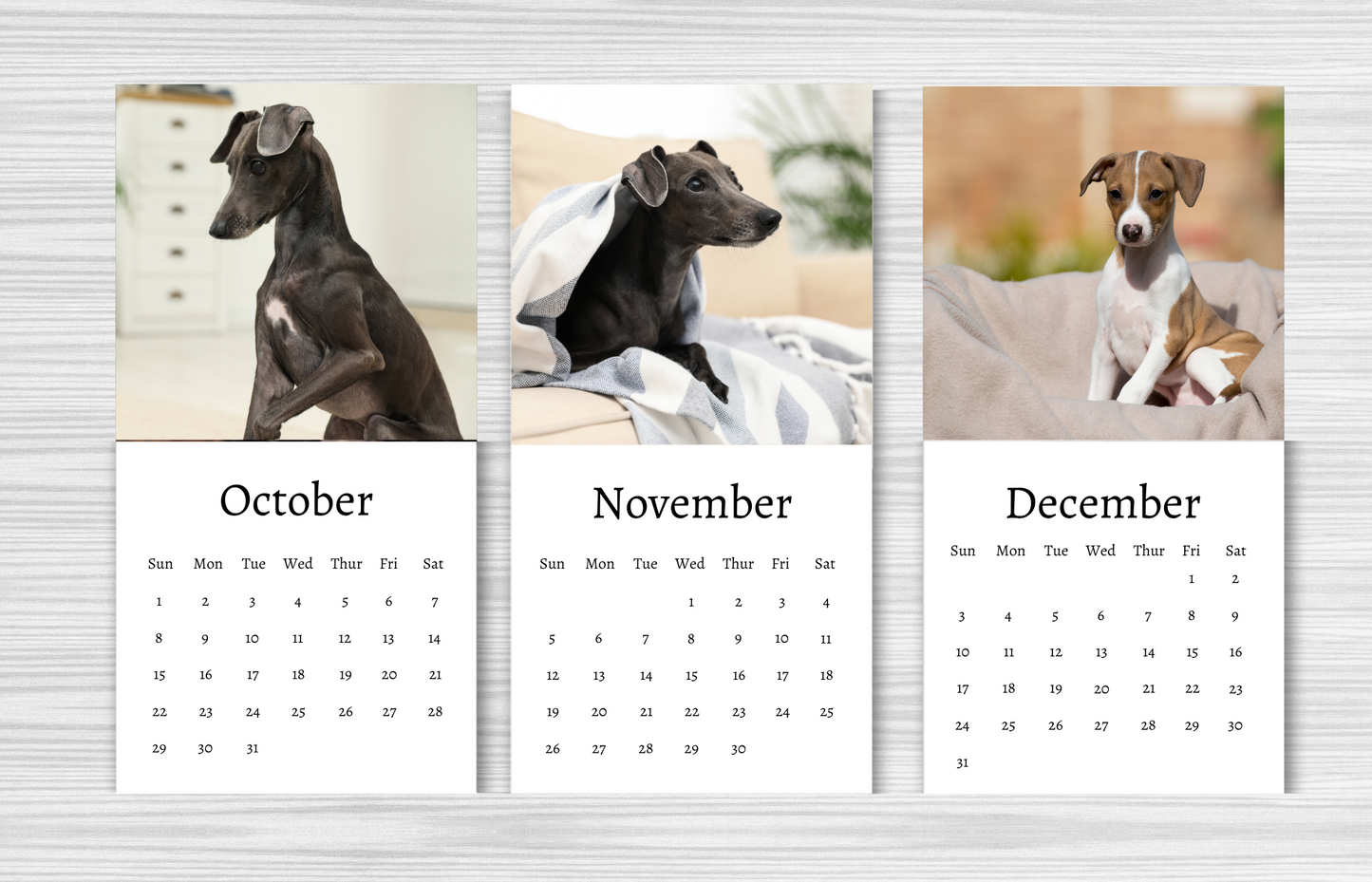 Mini Italian Greyhound Calendar 2025