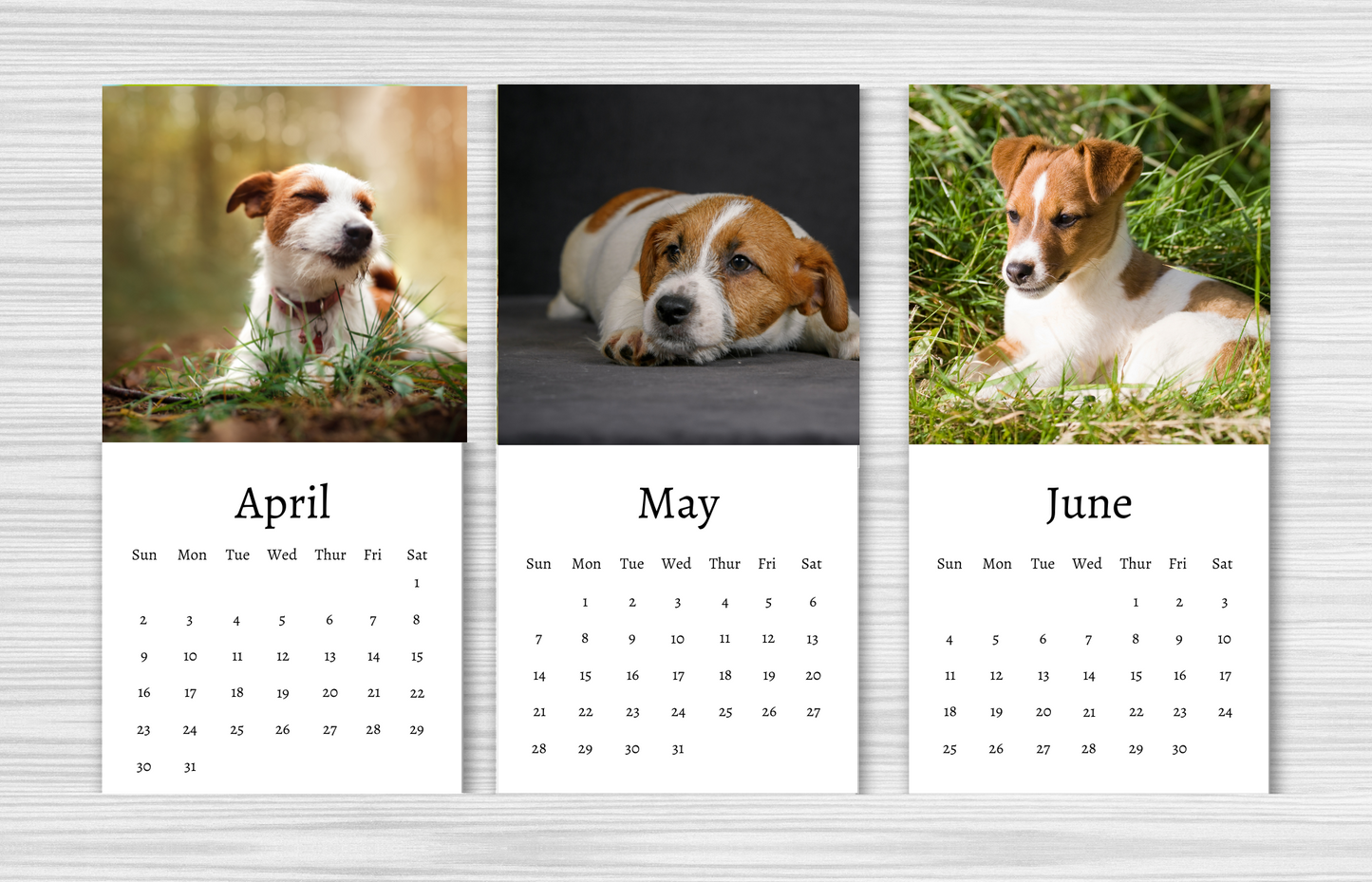 Mini Jack Russell Calendar 2025