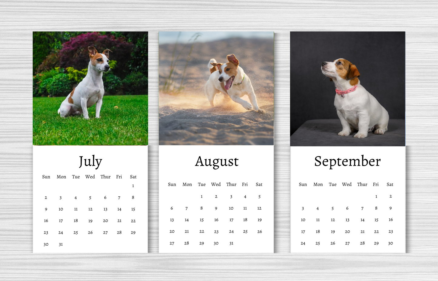 Mini Jack Russell Calendar 2025