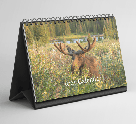 Moose Desk Calendar 2025