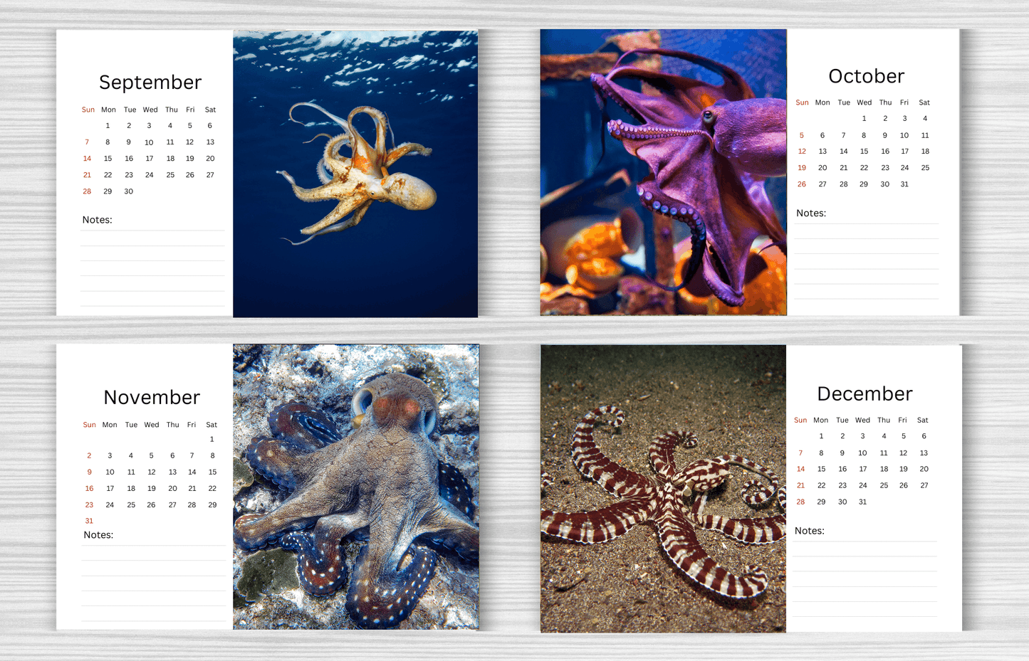 Octopus Desk Calendar 2025