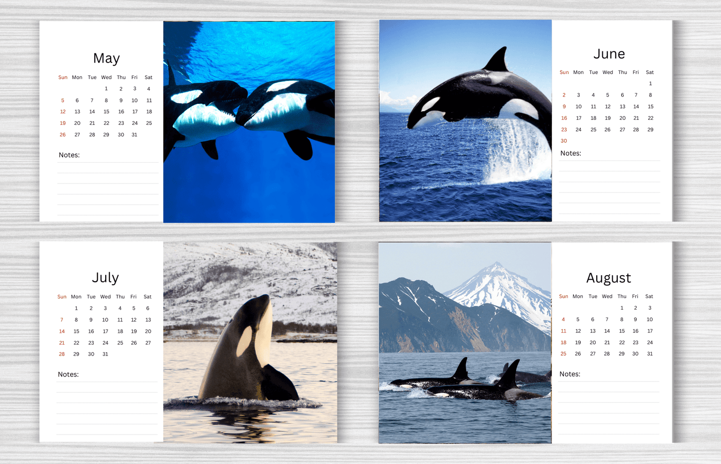 Orca Desk Calendar 2025