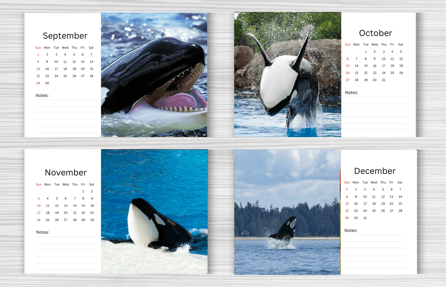 Orca Desk Calendar 2025