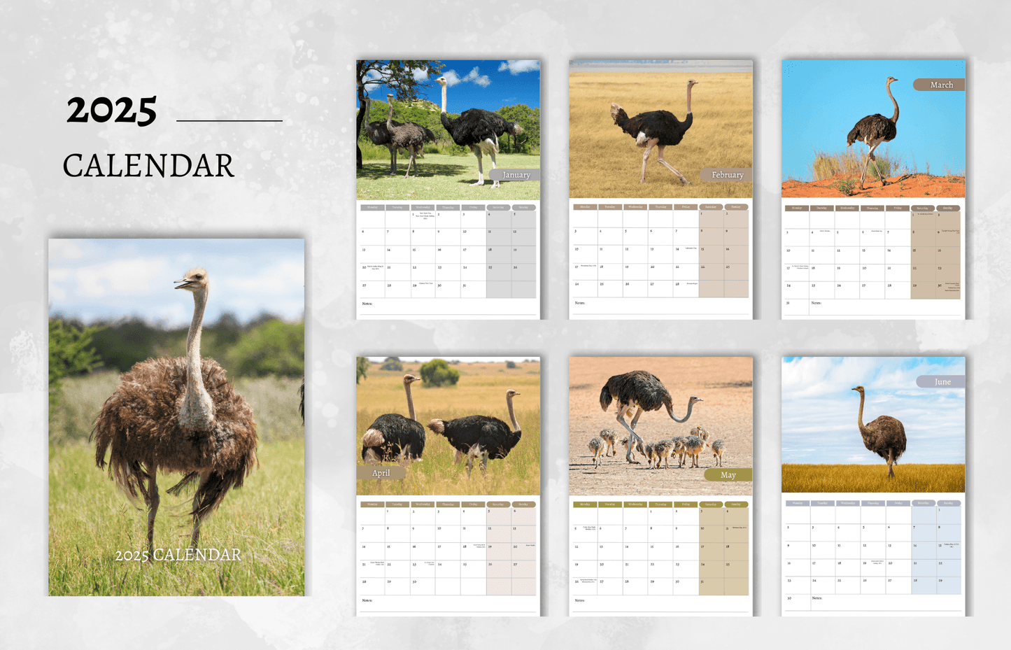 Ostrich Calendar 2025