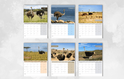 Ostrich Calendar 2025