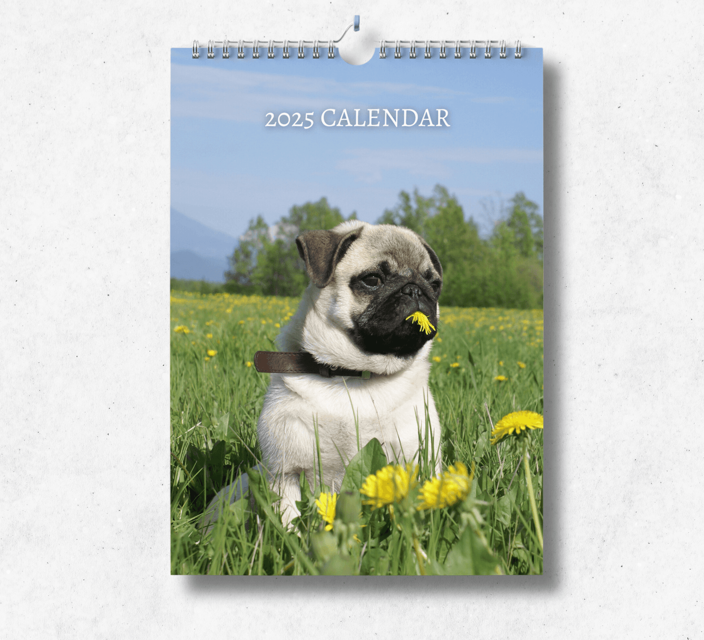 2025 Pug Calendar featuring an adorable pug in a field of grass eating a yellow dandelion.