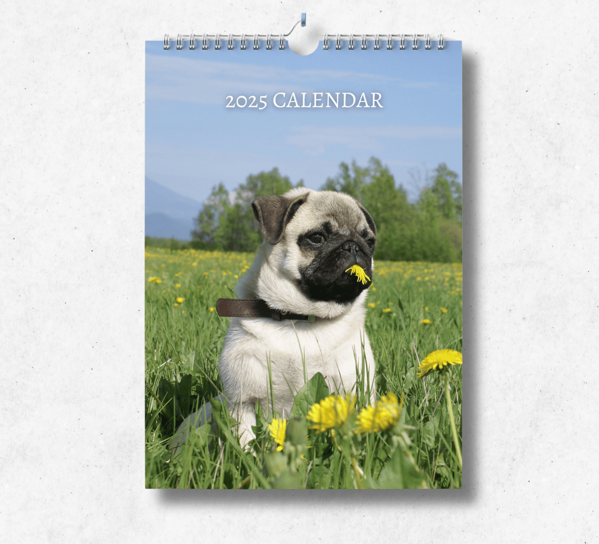 2025 Pug Calendar featuring an adorable pug in a field of grass eating a yellow dandelion.