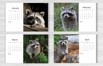 Racoon Desk Calendar 2025