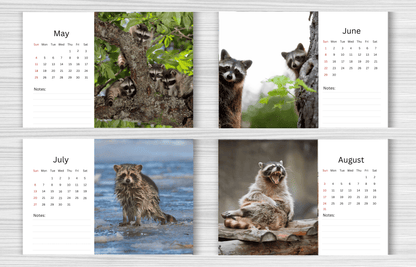 Racoon Desk Calendar 2025