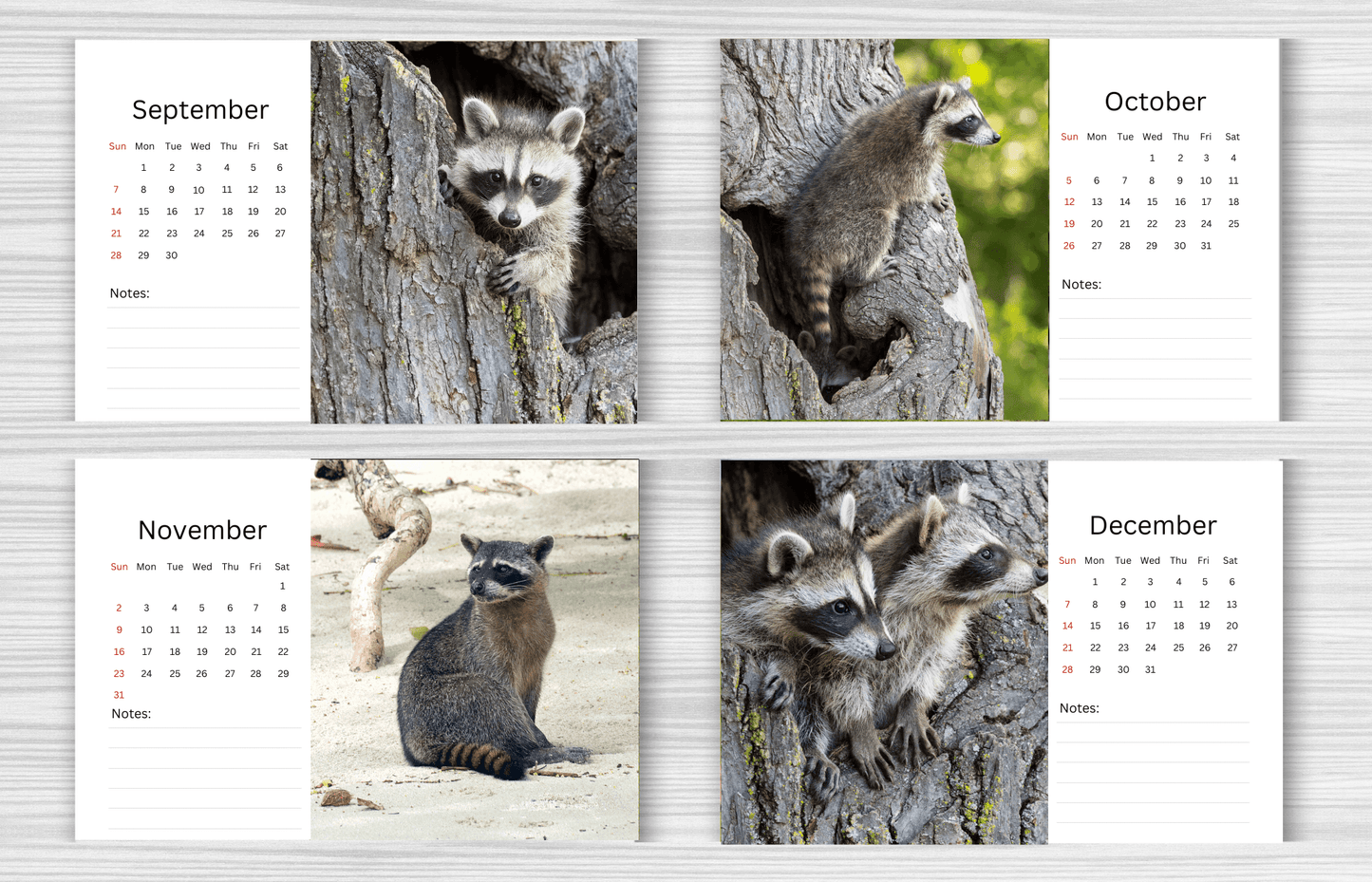 Racoon Desk Calendar 2025