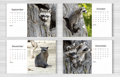 Racoon Desk Calendar 2025