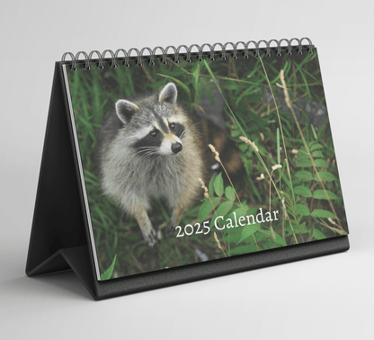 Racoon Desk Calendar 2025