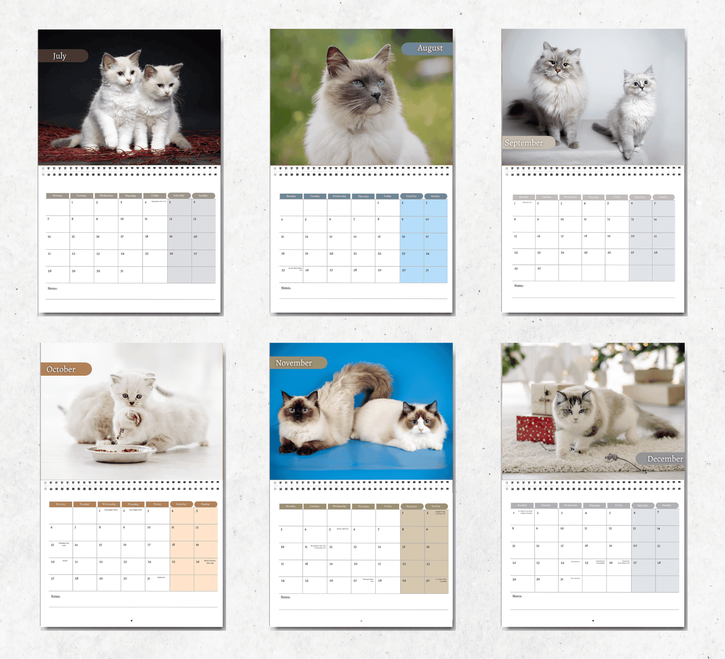 Ragdoll Cat Calendar 2025