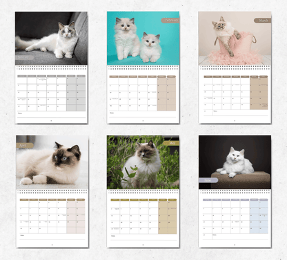 Ragdoll Cat Calendar 2025