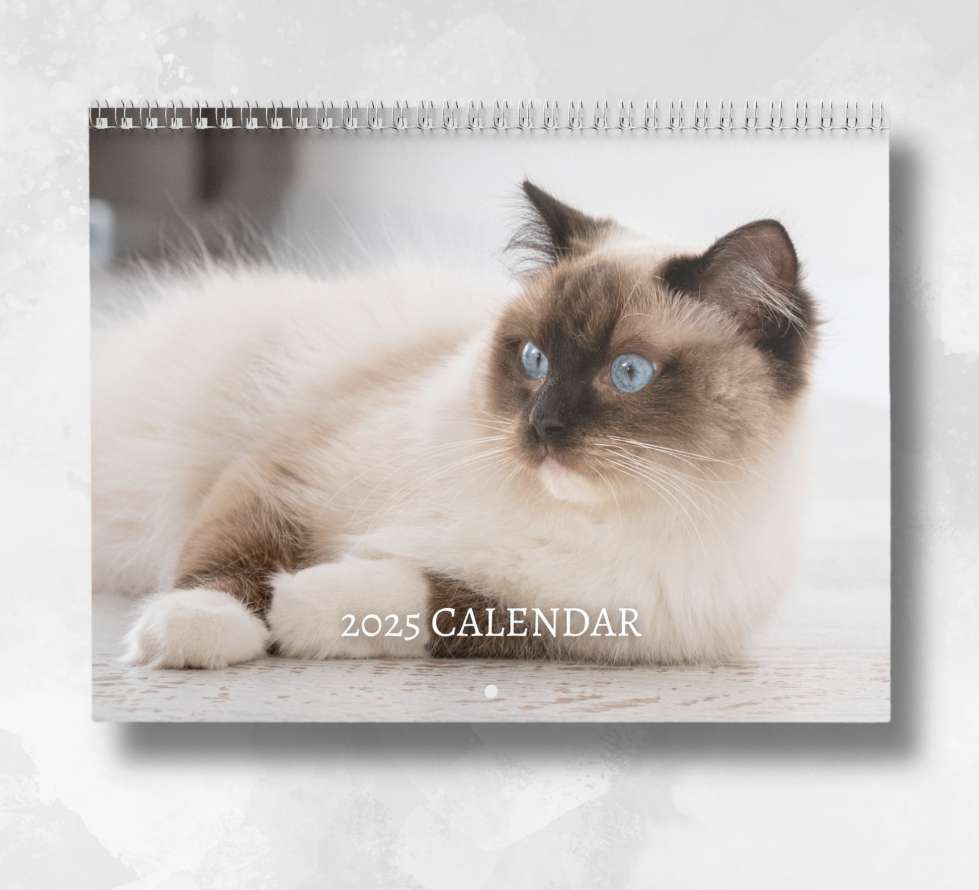 2025 Ragdoll Calendar featuring an image of a white ragdoll cat with majestic blue eyes, lying on a white floor.