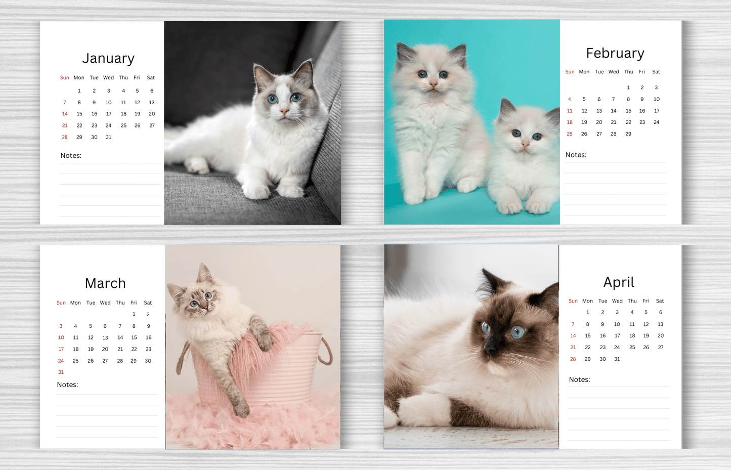 Ragdoll Cat Desk Calendar 2025